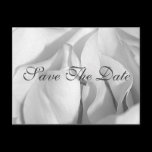 Save The Date Postcard postcards