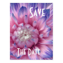 Save the Date Postcard PINK & PURPLE Dahlia