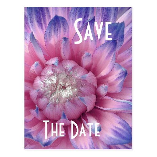 Save the Date Postcard PINK & PURPLE Dahlia