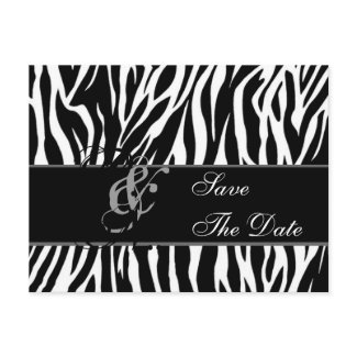 Save the Date Postcard Zebra Black White postcard