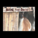 Save The Date Pretty Llama Animal Photo Postcard