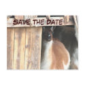 Save The Date Pretty Llama Animal Photo Postcard