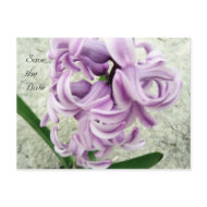 Save the Date Purple Hyacinth Postcard postcard