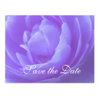 Save the date,purple rose flower post card