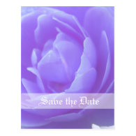 Save the date,purple rose flower post cards