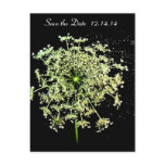 Save The Date  Queen Anne's Lace postcards