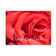 save the date, red rose flower post card