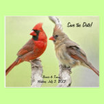 Save the Date Redbirds postcards