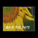 Save The Date Sunflower Flower Photo Postcard