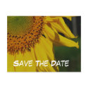 Save The Date Sunflower Flower Photo Postcard