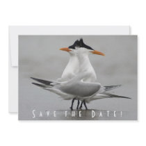 Save the Date Terns invitations by wildlifehotspots Save the Date Terns invitations