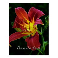 save the date, tiger lily flower post cards