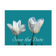 save the date, two white tulip flowers postcard