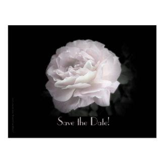 Save the Date Vow Renewal Ceremony Pale Pink Rose