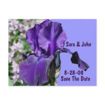 Save The Date Wedding Purple Iris Flower Postcard