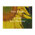 Save The Date Wedding Sunflower Flower Postcard postcard