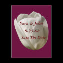 Save The Date Wedding White Tulip Flower Postcard