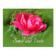 save the date,wild pink rose flowers. postcard