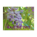 Save The Date Wisteria Flower Photo Postcard postcard