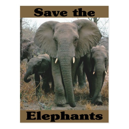 Save the Elephants Postcard | Zazzle