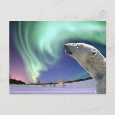 Save the Endangered Polar Bears for Christmas Post Card