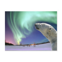 Save the Endangered Polar Bears for Christmas postcards by KahunaLuna Save the Endangered Polar Bears for Christmas postcards