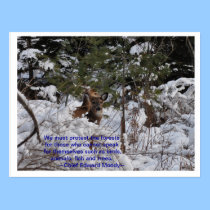 Save The Forests postcards