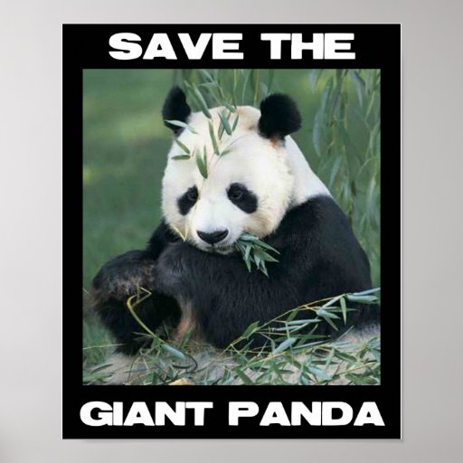 Save the Giant Panda Poster | Zazzle