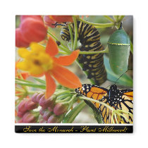 Save the Monarch Magnet by Katerpillaf Save the Monarch Magnet