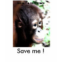 Save the Orangutan T-shirt shirt