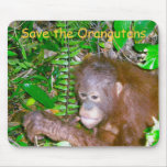 Save the Orangutans Save the Orangutans