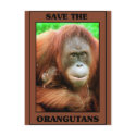 Save the Orangutans postcards by One_Planet Save the Orangutans postcards