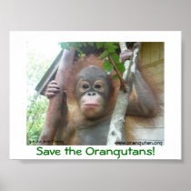 Save the Orangutans Print