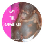 Save the Orangutans Save the Orangutans