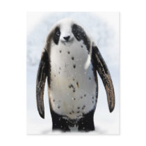 Save the Panguin! postcards by gravityx9 Save the Panguin! postcards