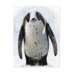 Save the Panguin! postcards