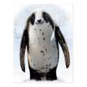 Save the Panguin! Postcard