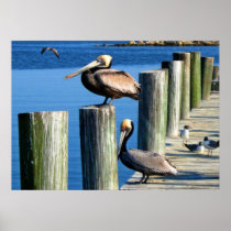 Save the Pelicans Poster
