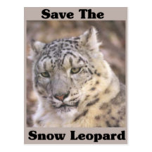 Save the Snow Leopard Post Card
