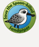 Save the Spoon-billed Sandpiper Ladies Raglan Fitted T-Shirt