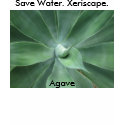 Save Water. Xeriscape. Agave t-shirts by philippines Save Water. Xeriscape. Agave t-shirts