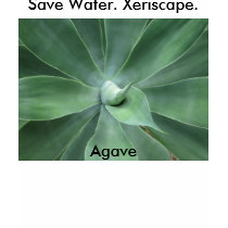 Save Water. Xeriscape. Agave t-shirts