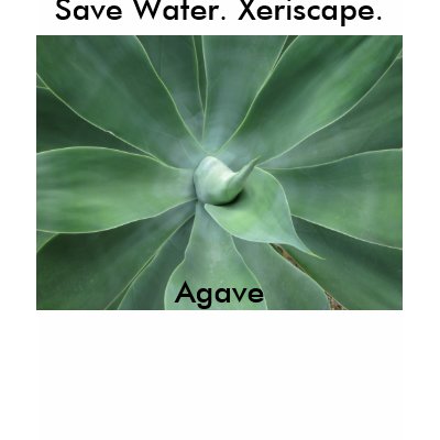 Save Water. Xeriscape. Agave Tshirts by philippines