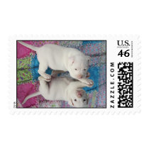 Saved 4 Week Old Puppy postage by beverlytazangel Saved 4 Week Old Puppy postage