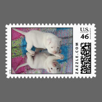 Saved 4 Week Old Puppy postage