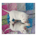 Saved 4 Week Old Puppy posters