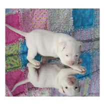 Saved 4 Week Old Puppy posters by beverlytazangel Saved 4 Week Old Puppy posters