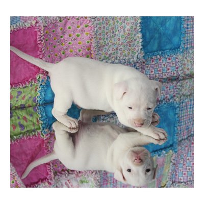 Saved 4 Week Old Puppy Print by beverlytazangel