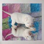 Saved 4 Week Old Puppy posters