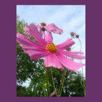 Saving Graceflower posters